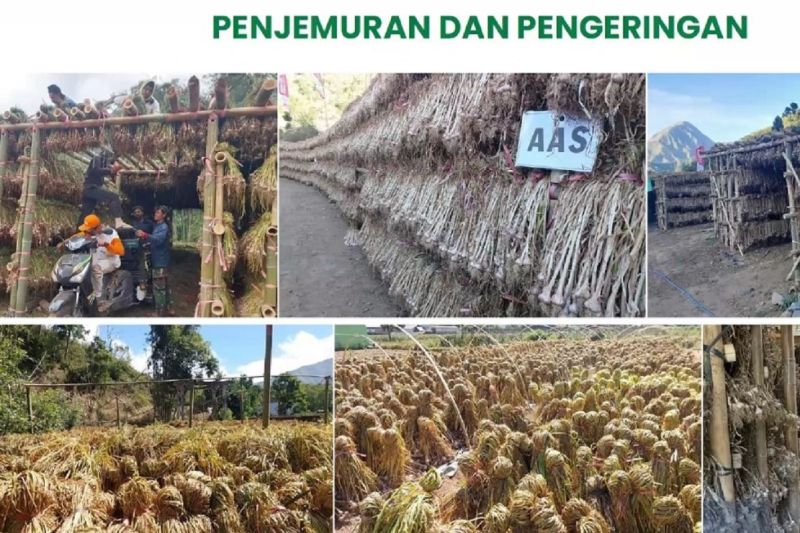 Swasembada Bawang Putih Dikejar Tiga Tahun, Ini Skenario Pemerintah