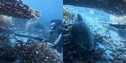 5 Fakta WN China Diduga Buru Penyu Raja Ampat