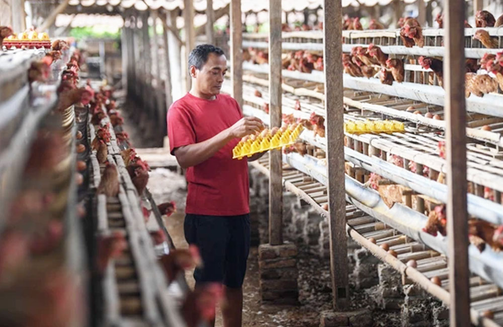 Harga Pakan Naik dan Pasokan Telur Luar Daerah Tekan Peternak Ayam Petelur di Bengkulu Utara