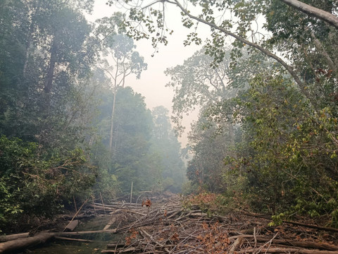 4.000 Hektare Gambut di TN Berbak dan Sembilang Terbakar, Karhutla Meluas