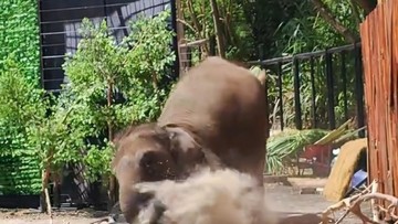 Gajah Sumatera Terjatuh Saat Presentasi Edukasi di Lembang Park Zoo, Pawang Terluka