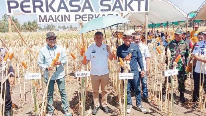 Bupati Jeneponto Hadiri Panen Raya Jagung di Bontoramba, Petani Dikenalkan Benih Perkasa Sakti