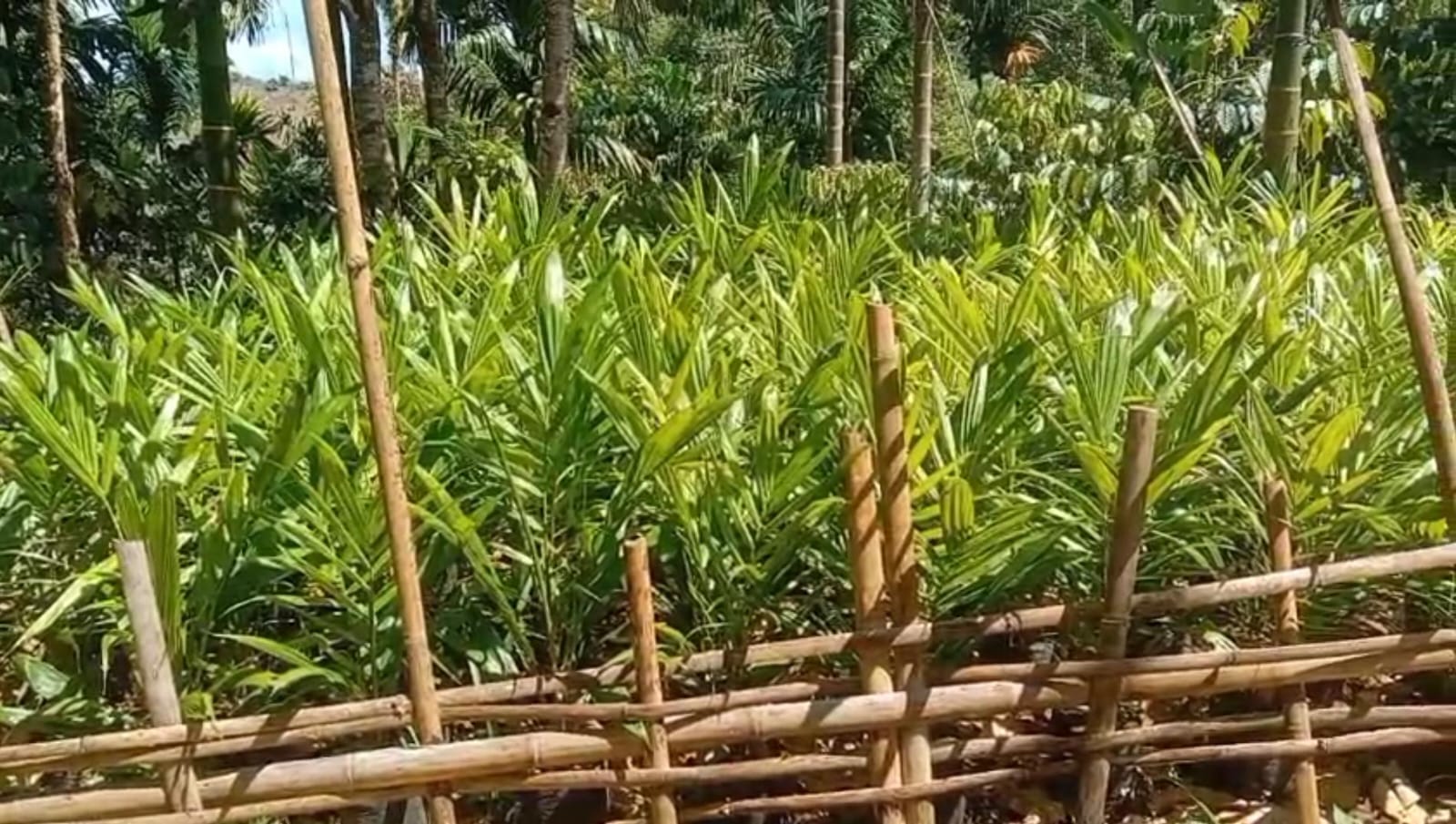 40 Ribu Bibit Sawit Gratis di Kaur Belum Tuntas, Pemkab Tunggu Ketok Palu APBD-P 2026
