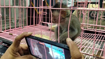 BKHIT Jatim Gagalkan Penyelundupan Satwa di Bandara Juanda