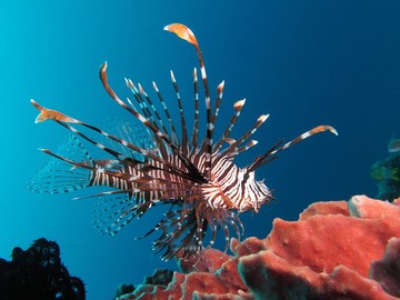 Lionfish Extermination Corp. Viral, Berburu Ikan Lepu di Florida