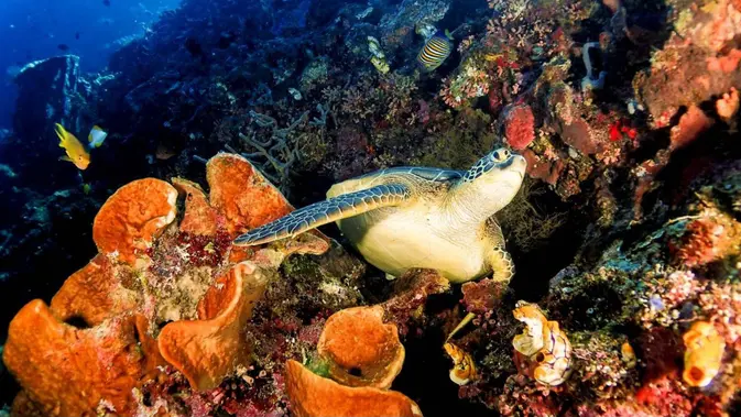 Turis China Diduga Berburu Penyu di Raja Ampat, Kemenpar: Tak Ada Toleransi