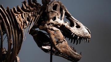 Ilmuwan Ukur Suhu Tubuh T. rex, Capai 36 Derajat Celsius