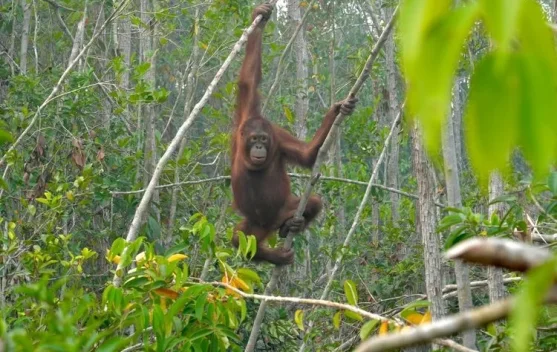 BKSDA Kalimantan Barat Evakuasi 3 Orangutan Korban Karhutla di Kayong Utara, Satu Alami Luka Bakar