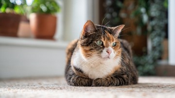 5 Cara Melatih Kucing biar Datang Saat Dipanggil