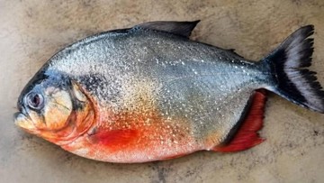 Ikan Diduga Piranha Ditemukan di Bendungan Klau Pahang, Pemerintah Minta Warga Tenang
