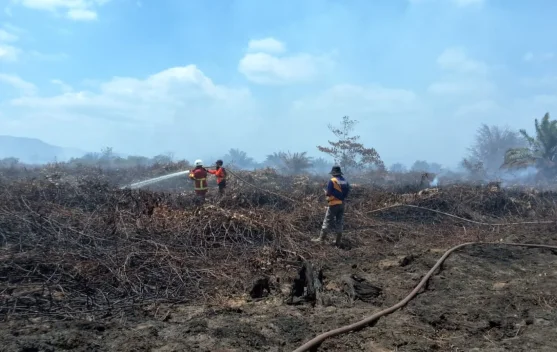 Karhutla Kolaka Timur Hanguskan 423,14 Hektare, Pemprov Sultra Kerahkan Personel dan Layanan Kesehatan