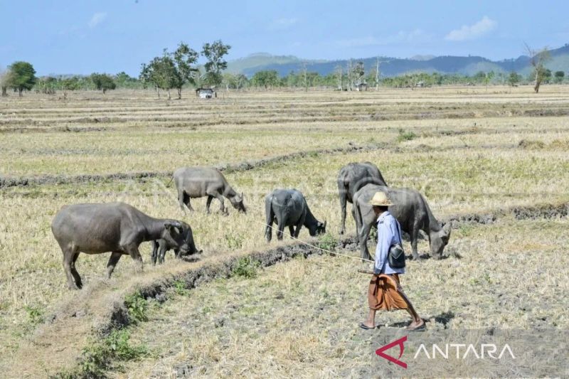 BPBD NTB Salurkan 3,4 Juta Liter Air Bersih ke 263.310 Jiwa Terdampak Kekeringan