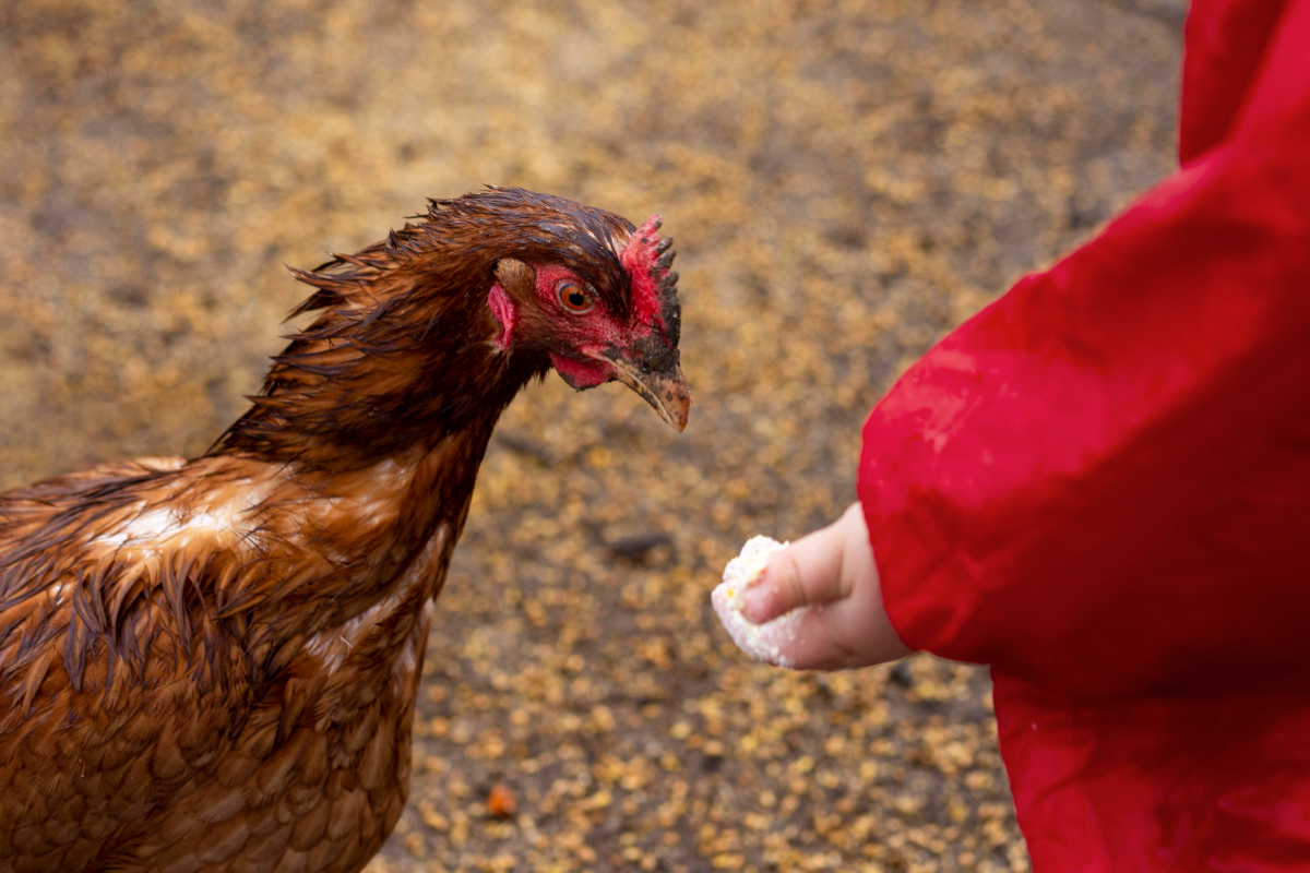 Ramalan Shio Monyet dan Ayam, 18 September 2026