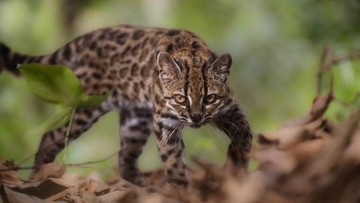 Ilmuwan Temukan Leopardus tilcayo, Spesies Kucing Baru dari Bolivia