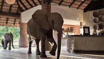 Waspada, Gajah Liar Sering Lewat Lobi Hotel di Zambia