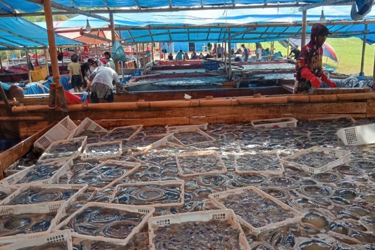 Nelayan Cilacap Beralih Tangkap Ubur-ubur, Harga Tembus Rp1.100 per Kg