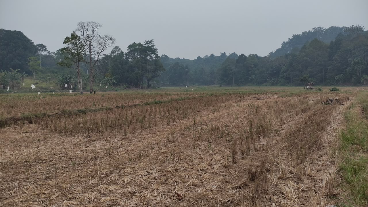 654 Hektare Sawah di Samarinda Kekeringan, 207 Hektare Diselamatkan Lewat Air Void Tambang