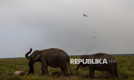 Kebakaran Hutan Kepung Pusat Konservasi Gajah Padang Sugihan, 80 Personel Dikerahkan