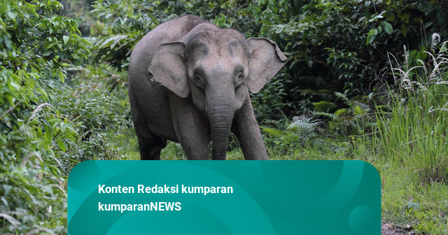 Fakta di Balik Video Viral Gajah Tertimpa Pawang di Lembang