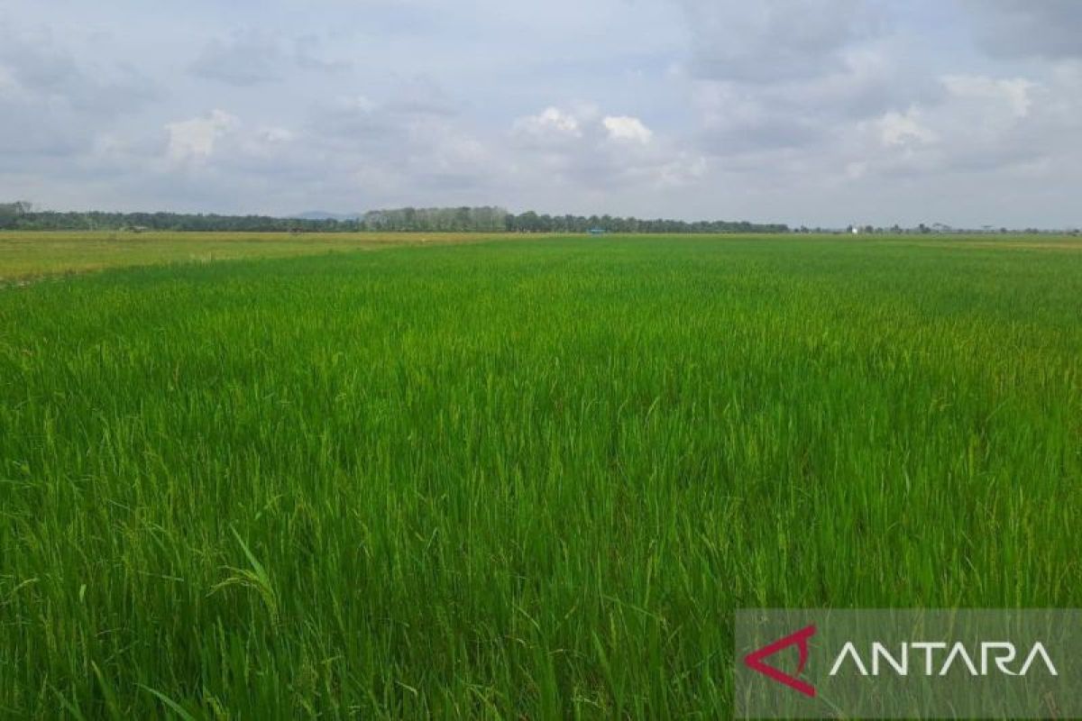 Surplus Beras Bangka Selatan 10 Ribu Ton Pasok 4 Kabupaten dan Kota di Pulau Bangka