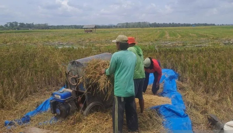 DPKP Babel Sebut Produksi Beras Bangka Selatan 2025 Surplus 26.507 Ton, Terbesar di Kepulauan Babel