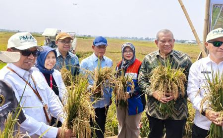 PGN-BRIN Panen 166,5 Ton Padi Biosalin, Lahan Salin Batang Kembali Produktif