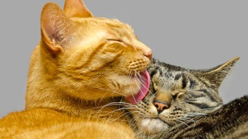 Warna Bulu Kucing Tak Tentukan Karakternya, Ini Kata Ahli IPB