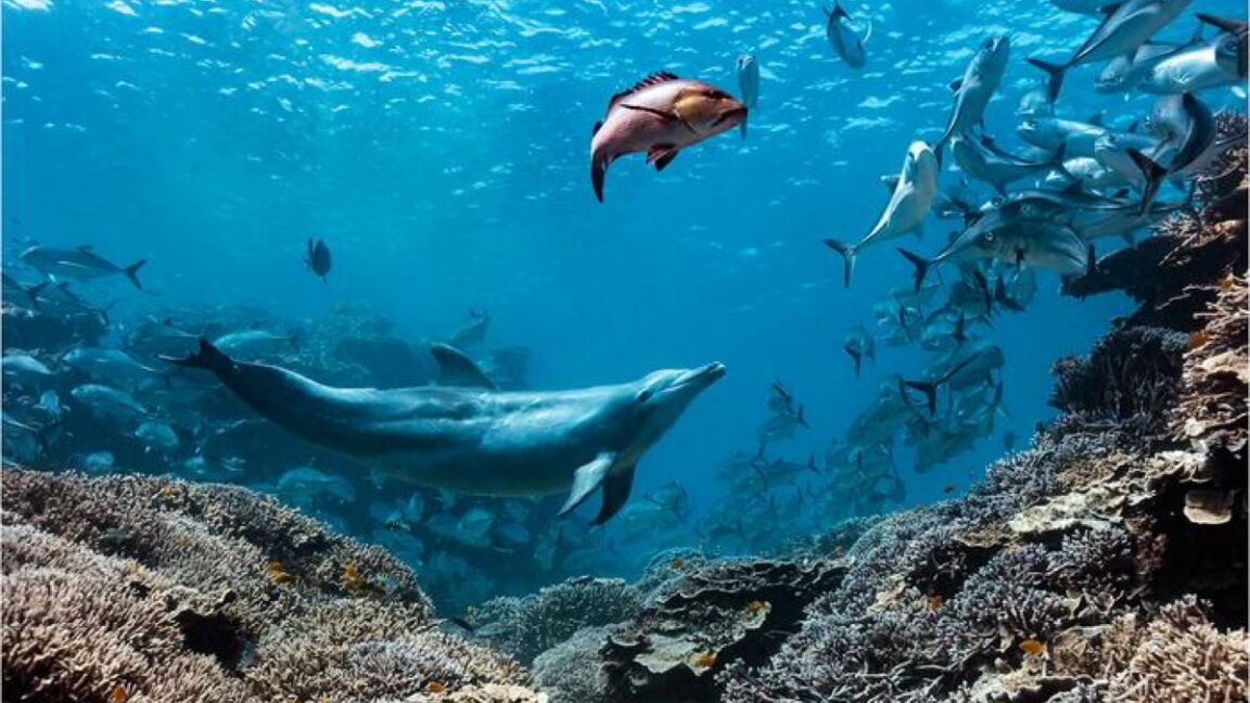Peneliti Ungkap Perilaku Kleptoparasitisme Dolphin Bubbles di Great Barrier Reef