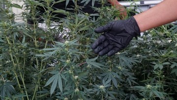 ASN Kementerian PU di Bandung Tanam 73 Pohon Ganja di Rumah, Anak-Istri Dipaksa Tutup Mulut
