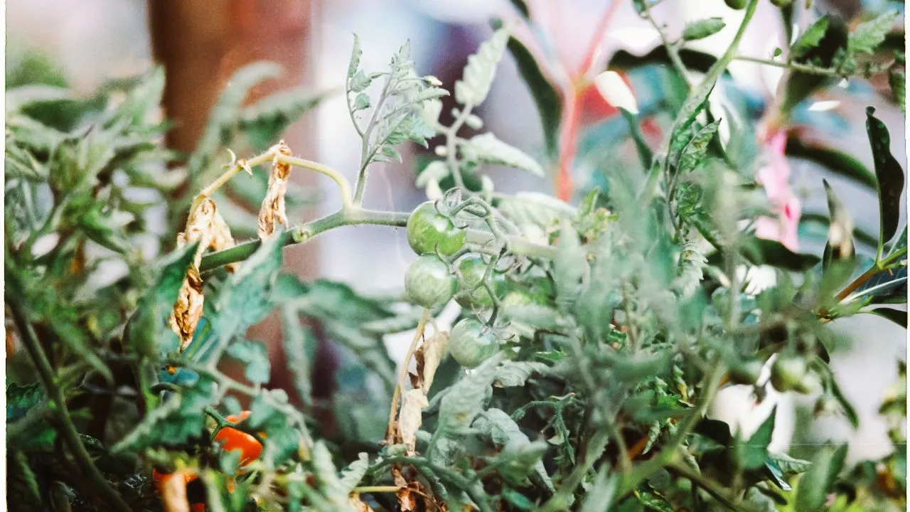 Daun Tomat Menggulung ke Atas? Kenali 5 Penyebab dan Cara Mengatasinya