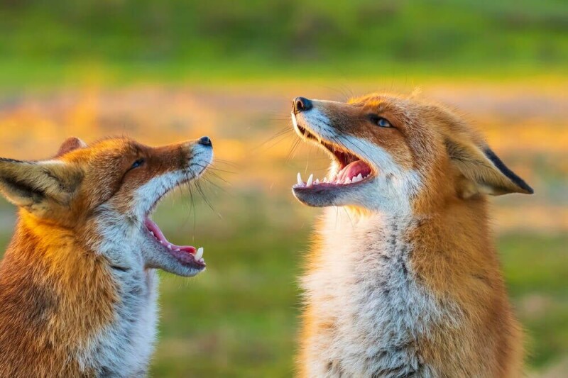 Firefox 156 Meluncur, Ekosistem Fork Browser Mozilla Makin Ramai