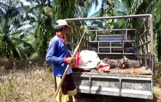 Beasiswa SDM Sawit 2026 Masih Tunggu Hasil Resmi BPDP, 105 Peserta Bengkulu Utara Sudah Ikut Wawancara