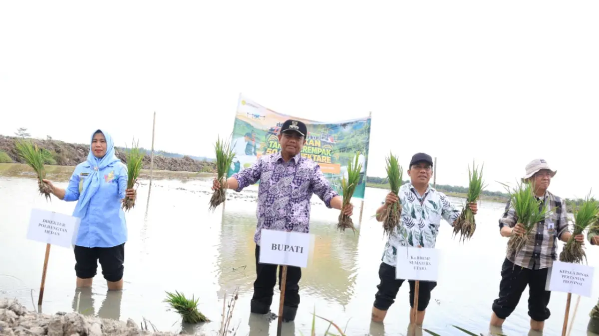 Bupati Sergai Ikut Tanam Serempak 50.000 Hektare, Soroti Intrusi Air Laut di Sawah Pesisir Tanjung Beringin