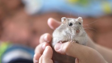 Mengenali 5 Ciri Hamster Hamil dan Cara Merawatnya
