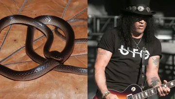 Gitaris Guns N' Roses Slash Jadi Nama Spesies Ular Baru dari Papua