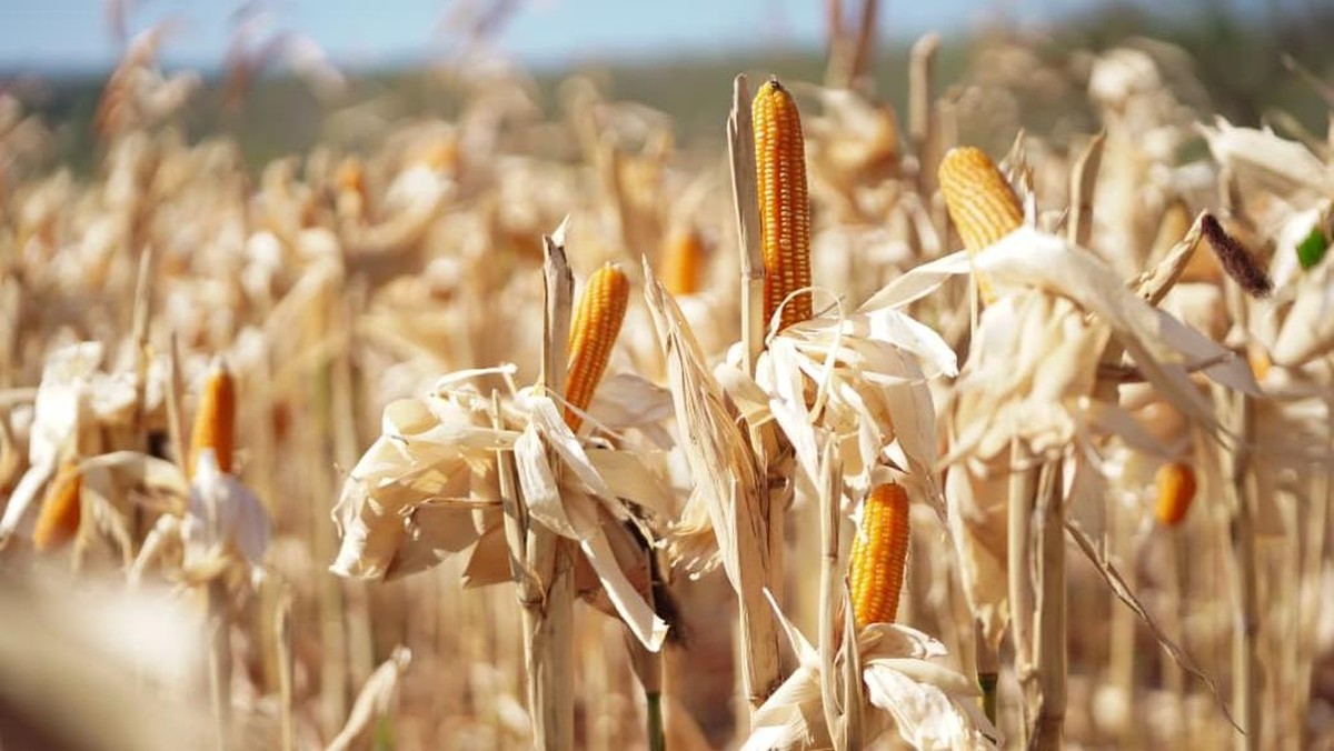 Bintaro hingga Jagung: Enam Tanaman Beracun yang Tumbuh di Indonesia