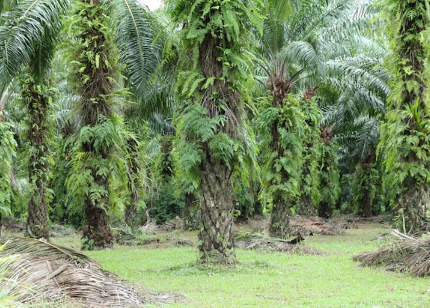 Harga TBS Sawit Jambi Turun Rp36 per Kilogram untuk Tanaman Usia 10–20 Tahun pada Periode 18–24 September 2026