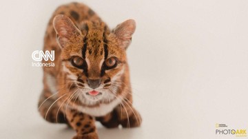 Ilmuwan Temukan Spesies Kucing Baru di Bolivia, Pertama dalam 100 Tahun