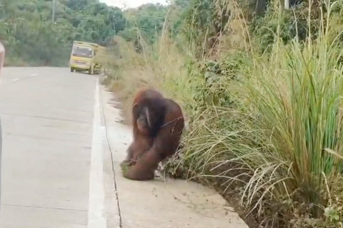 Orangutan Mondar-mandir di Jalan Poros Kutai Timur, Diduga Habitat Terbakar