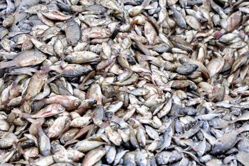 Ikan Blackchin Tilapia Serbu Thailand, Nelayan Udang Kehilangan Hasil Panen