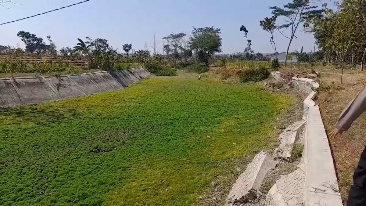 Embung Sambongan Blora Kering, Puluhan Hektare Jagung Petani Jepangrejo Terancam Gagal Panen
