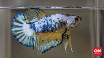 Waspada, Ini Tanda Ikan Cupang Betina yang Sering Tertukar