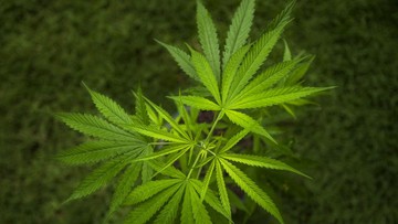 ASN Kementerian di Bandung Diringkus Usai Tanam Ganja di Rumah