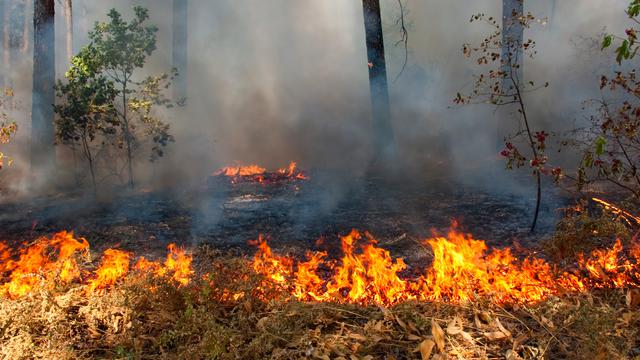 Karhutla Muncul Lagi di TN Berbak Tanjung Jabung Timur, Helikopter Water Bombing Dikerahkan