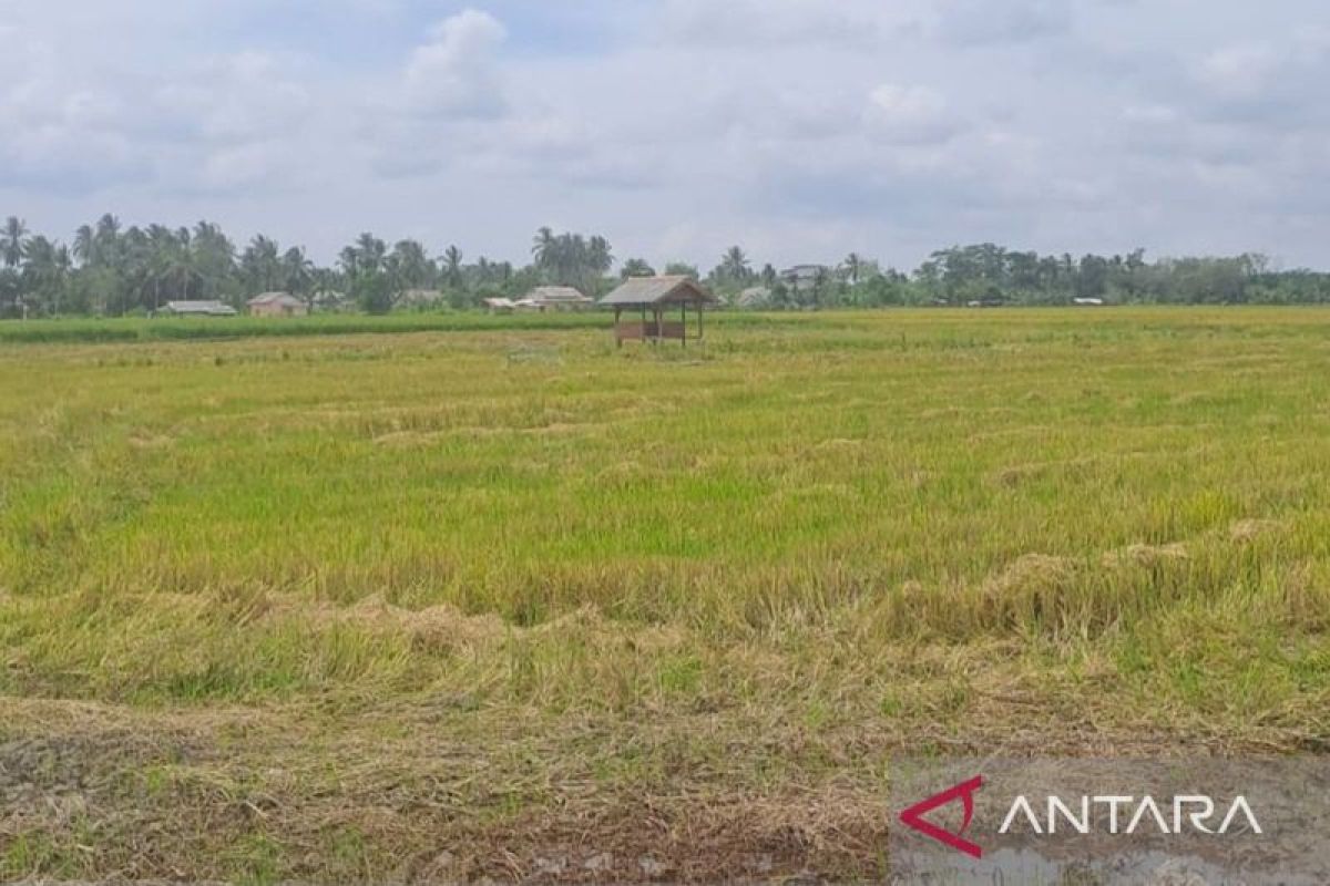 Pemprov Babel Percepat Bangka Barat Jadi Daerah Swasembada Beras, Andalkan 2.453 Hektare Lahan Baku Sawah
