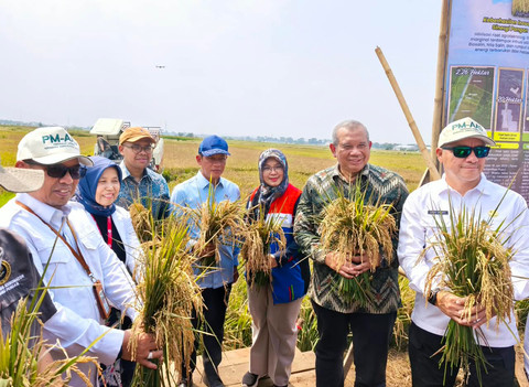 Panen Padi Biosalin di Batang Sentuh 166,5 Ton, Nilai Ekonomi Rp 1,3 Miliar