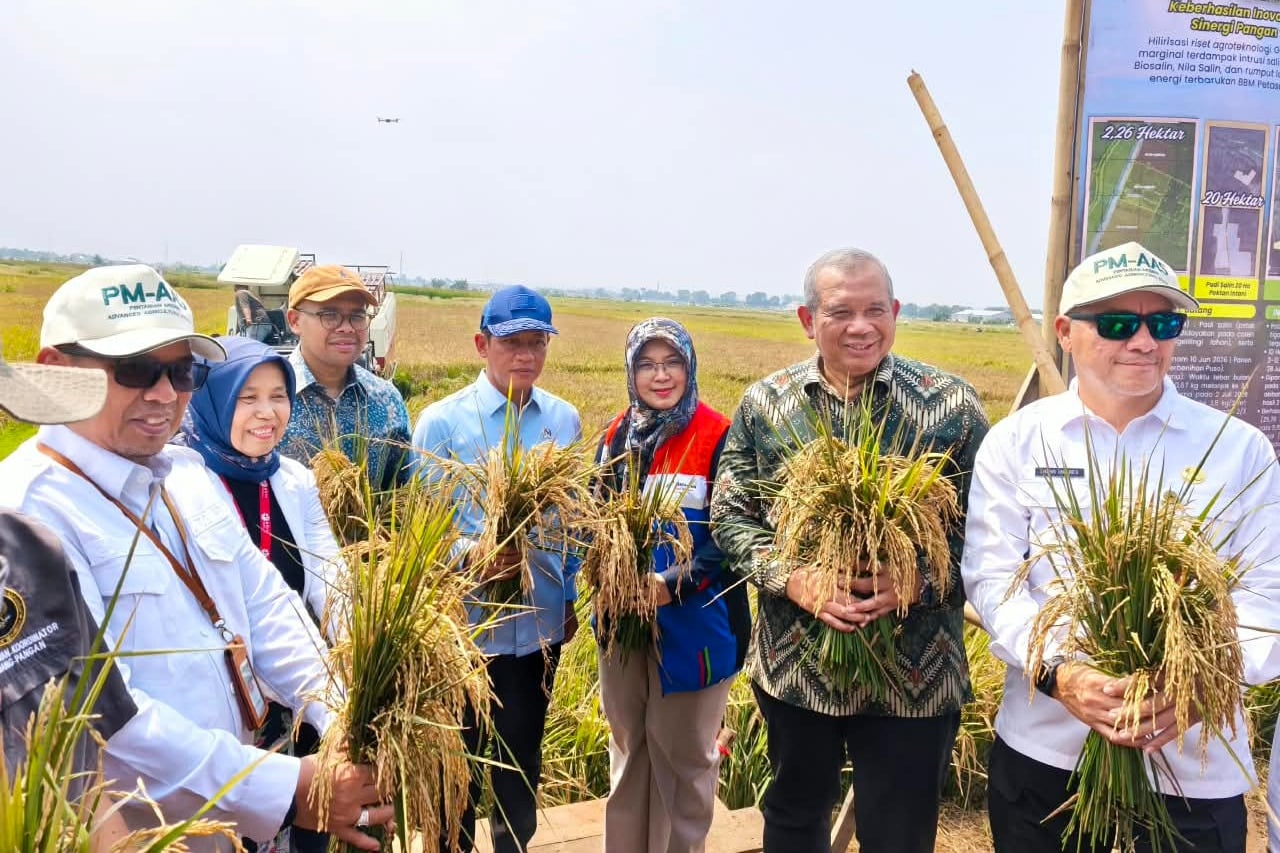 Lahan Pesisir Batang Nganggur 6 Tahun Kini Panen 166,5 Ton Padi Biosalin Senilai Rp 1,3 Miliar