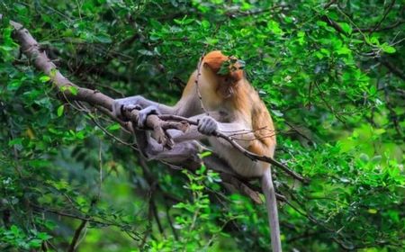 Karhutla Kalsel Tewaskan 12 Bekantan, Habitat Tepian Sungai Terancam