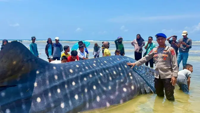 Warga Jakarta Perlu Tahu: Hiu Paus 9,17 Meter Mati Terdampar di Wakatobi