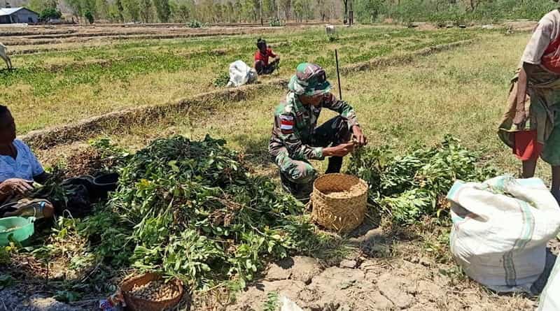 Harga Kacang Tanah di Pasar Kota Kupang Melonjak Rp75 Ribu per Kilogram, Pedagang Sebut Pasokan Kosong
